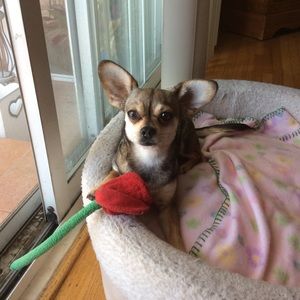 Meet your Posher, Yvonne